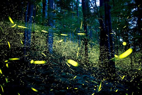 How Do Fireflies Glow? Mystery Solved After 60 Years