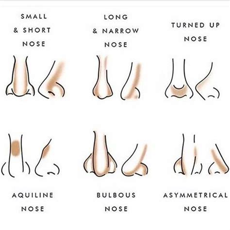 Nose Shapes And Their Names