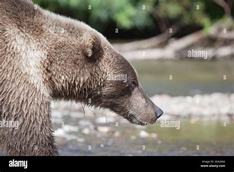 Male grizzly bear face close up hi-res stock photography and images - Alamy