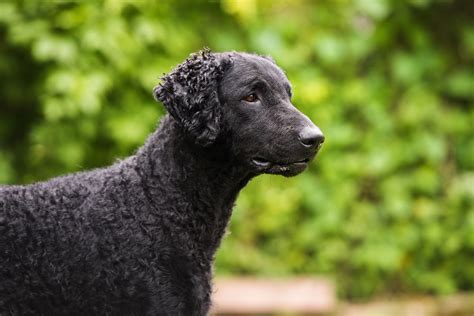 Curly-Coated Retriever: Dog Breed Characteristics & Care