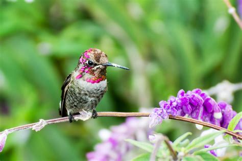 Discover the Top 15 Flowers for Attracting Hummingbirds | How to attract hummingbirds, Flowers ...