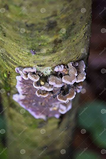 Silver Leaf is a Fungal Disease of Trees Caused by the Fungus Plant Pathogen Chondrostereum ...