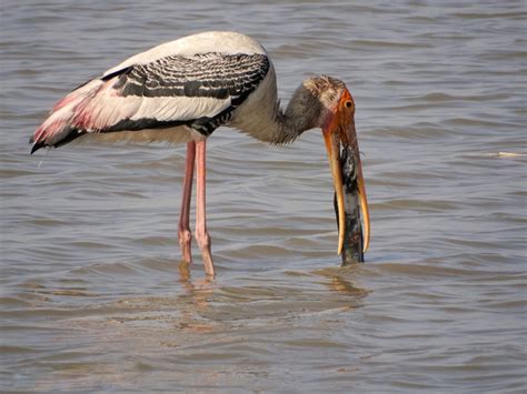 Painted stork Photo Free Download - pgclick | Free Photos for Commercial Use