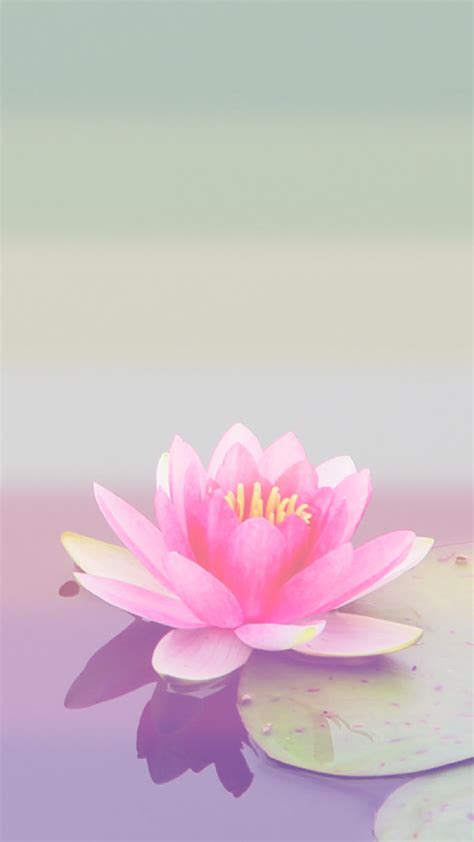 (10) Lotus Flower Phone Wallpaper - Latest Pictures | Flower phone wallpaper, Flower art, Hd ...