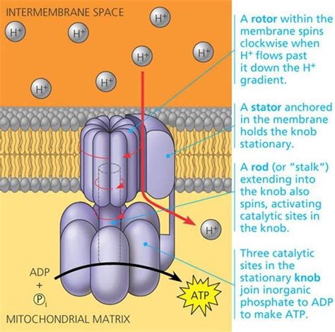 Comprehensive Diagram for the Structure of ATP Synthase. Taken from [3]. | Download Scientific ...