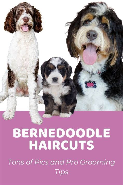 Top Bernedoodle Haircuts (Lots of Pics!) & Home Grooming Tips