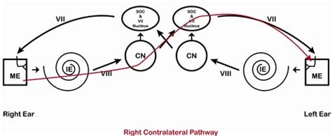 Auditory Reflex Pathway