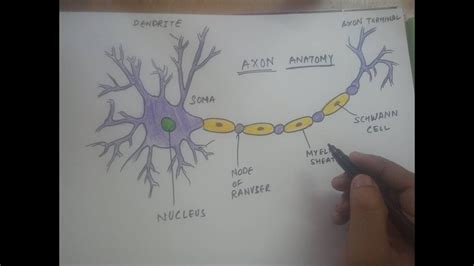 23 DRAW A LEVEL DIAGRAM OF NEURON - DiagramLevel