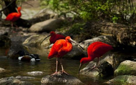 Ibis szkarłatny (Eudocimus ruber) | | DinoAnimals.pl