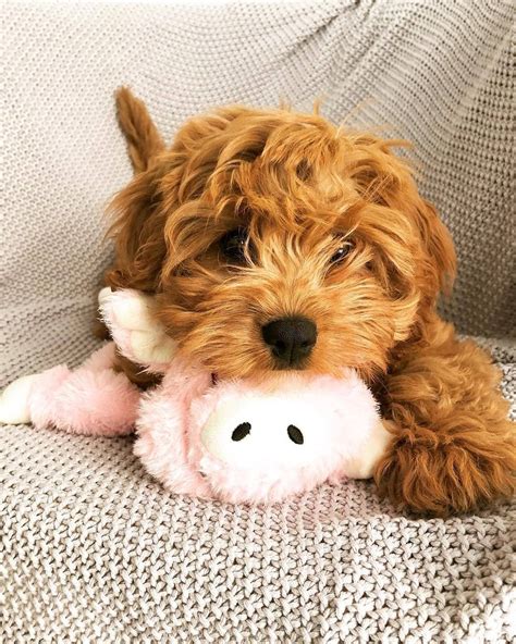 Meet the Cute and Cuddly Cavapoo Puppies! - Lovely Animals World # ...