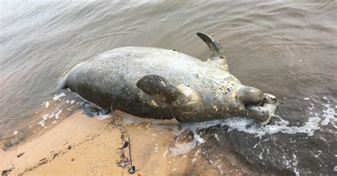 Dead manatee washes up on Pensacola Bay shore