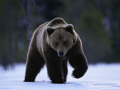 Grizzly Bear Backgrounds - Wallpaper Cave