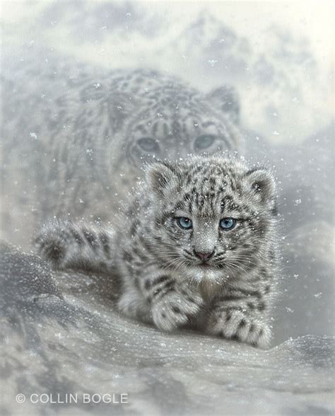 Baby Snow Leopard Drawing