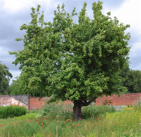 Apple - Malus x Domestica | Directree