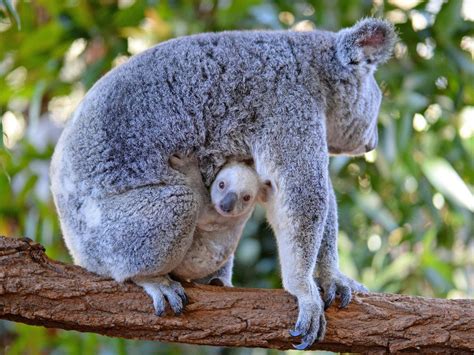 Rare white koala born in Queensland’s Australia Zoo | The Independent | The Independent