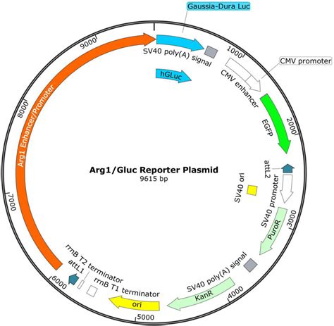 PArg1-Gluc reporter plasmid map The pArg1-Gluc construct contains the... | Download Scientific ...