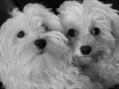 Top Maltese Dog Names