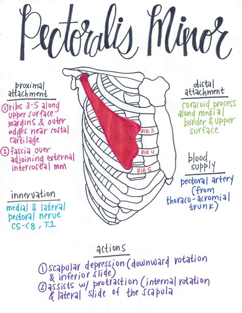 Pectoralis Minor | Muscle anatomy, Medical anatomy, Muscular system anatomy