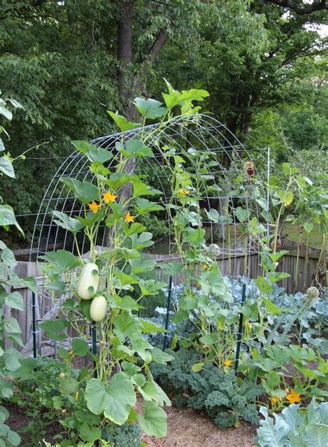 17 Fantastic DIY Squash Trellis Ideas | Balcony Garden Web