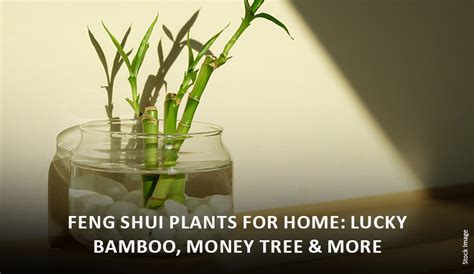 Feng Shui Plants for Home: Lucky Bamboo, Money Tree & More