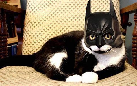 Batman cat costume for Halloween 2 | Creative Ads and more…