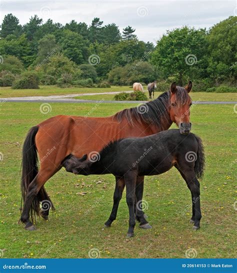 Mother & Foal stock image. Image of child, moorland - 20614153