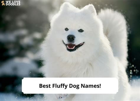 200 Best Fluffy Dog Names!