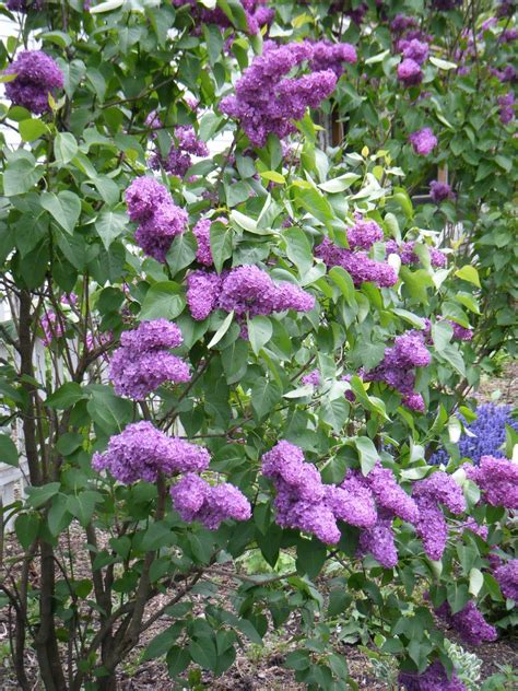 Love Lilacs Garden Gems Lilac Bushes Purple Lilac | Purple flowers garden, Lilac gardening ...