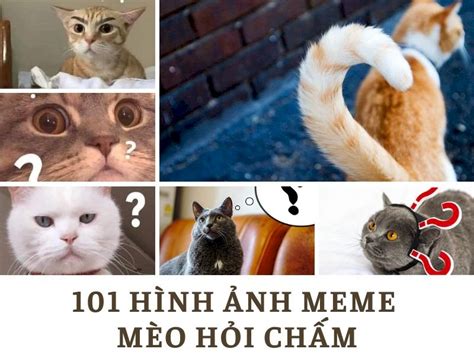 101 mẫu hình ảnh meme mèo hỏi chấm hài hước, cute, tải miễn phí