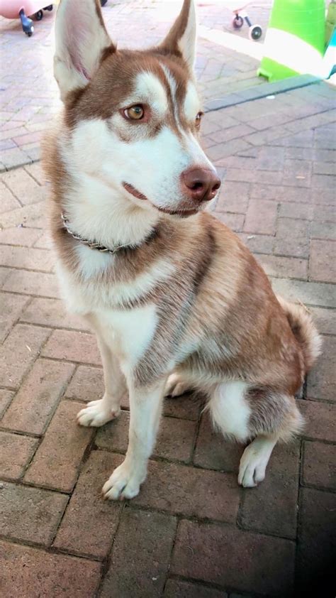 Is My Dog a Purebred Husky? | ThriftyFun