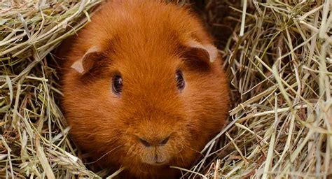 Teddy Guinea Pig Breed Information - A Guide To Teddy Bear Guinea Pigs