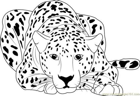 20+ Free Printable Cheetah Coloring Pages - EverFreeColoring.com