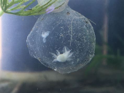 Axolotl still in it's egg. May nor be fuzzy, but VERY cute