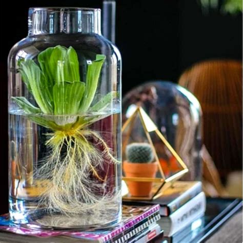 Indoor Container Water Garden