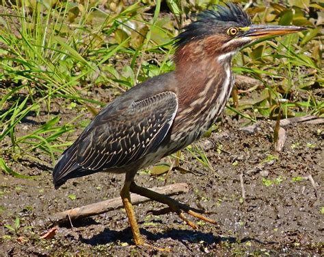 Gale's Photo and Birding Blog: Immature Green Heron