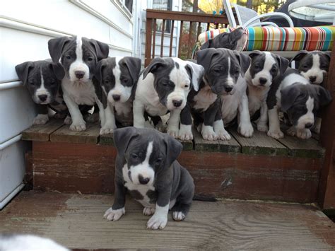 10 - 7 week old Pit Bull Puppies 2012 | Питбуль, Собаки, Животные