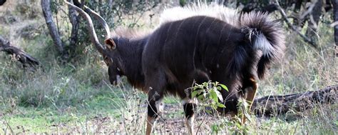 The animals at the iSimangaliso Wetland Park | Exploring Africa