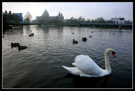 Pillar to Post: SUNDAY REVIEW / WILD SWANS AT COOLE / By William Butler Yeats