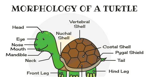 Diagram Of A Turtle Shell