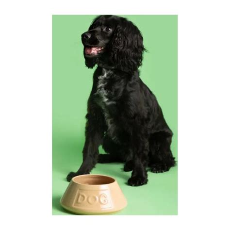 Mason Cash Spaniel Bowl 21cm - Stoneware - HugglePets