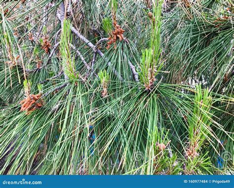 Very Old Pine Tree In New Zealand Stock Photography | CartoonDealer.com ...