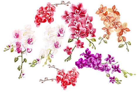 Hand Drawn Watercolor Orchids 2 (68425) | Illustrations | Design Bundles