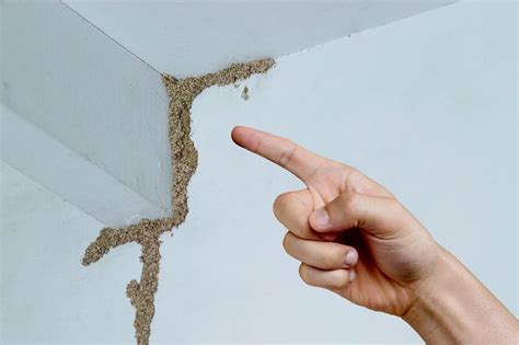 Is it possible to buy or sell a house with termite damage?