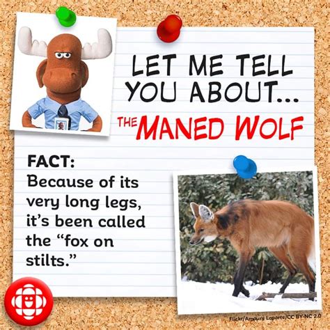 4 fun facts about the maned wolf | Explore | Awesome Activities & Fun Facts | CBC Kids