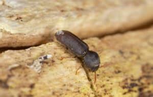 Powderpost Beetles vs False Powderpost Beetles | Hawx Pest Control