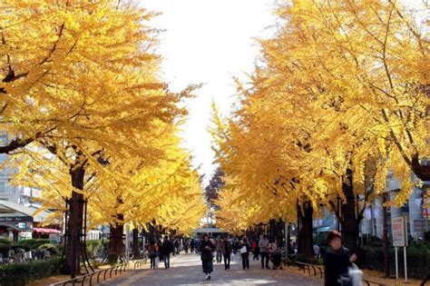 Meiji-jingu Gaien — One of the best places to see autumn leaves in Tokyo - Living + Nomads ...