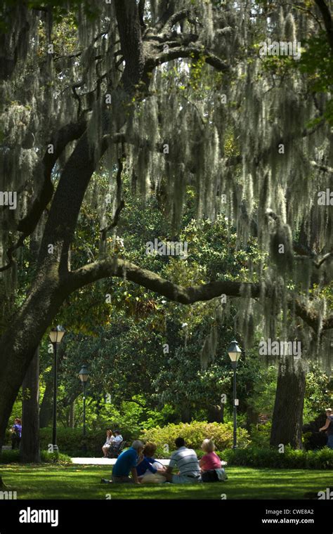 Spanish moss savannah georgia hi-res stock photography and images - Alamy