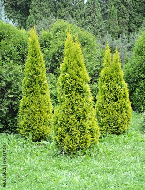 Thuja western, variety Golden Smaragd (Thuja occidentalis L.). Group landing Stock Photo | Adobe ...