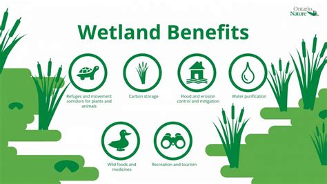 Wetland Offsetting – Does it Really Work? - Ontario Nature