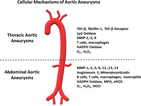 The Mechanism And Therapy Of Aortic Aneurysms Signal, 56% OFF